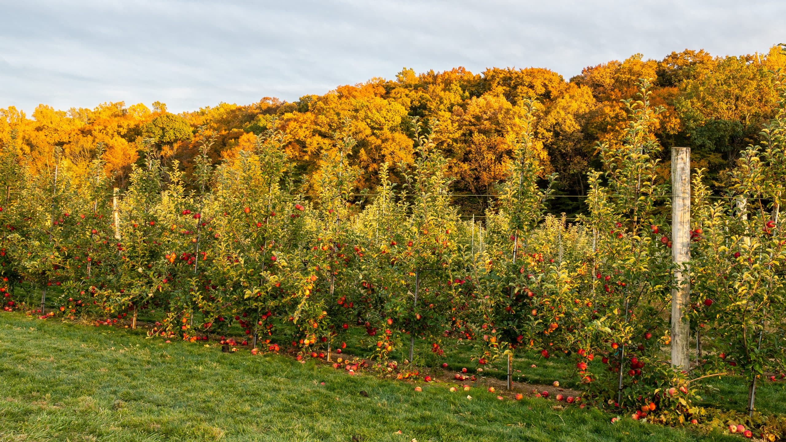 Highland Orchards